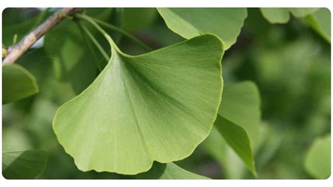 ginkgo bets|Ginkgo Biloba: Benefits, Safety, and Dosage .